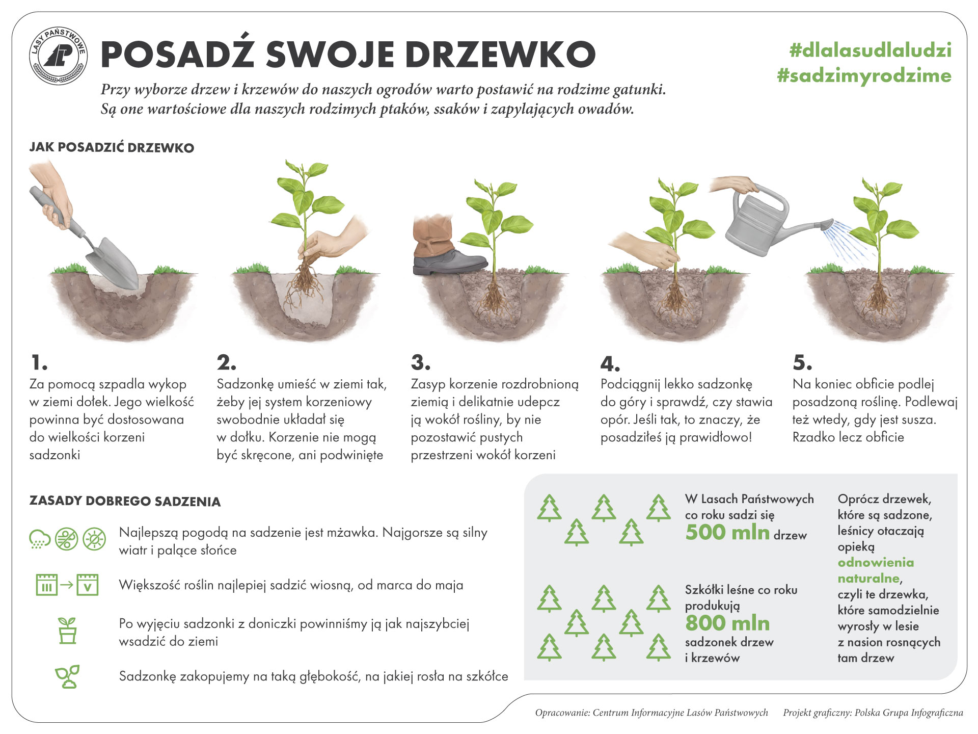 Infografika - Posadź swoje drzewko