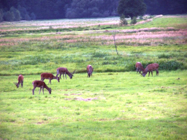 Chmara&#x20;jeleni